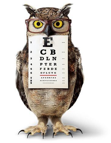 americas best eyeglasses owl