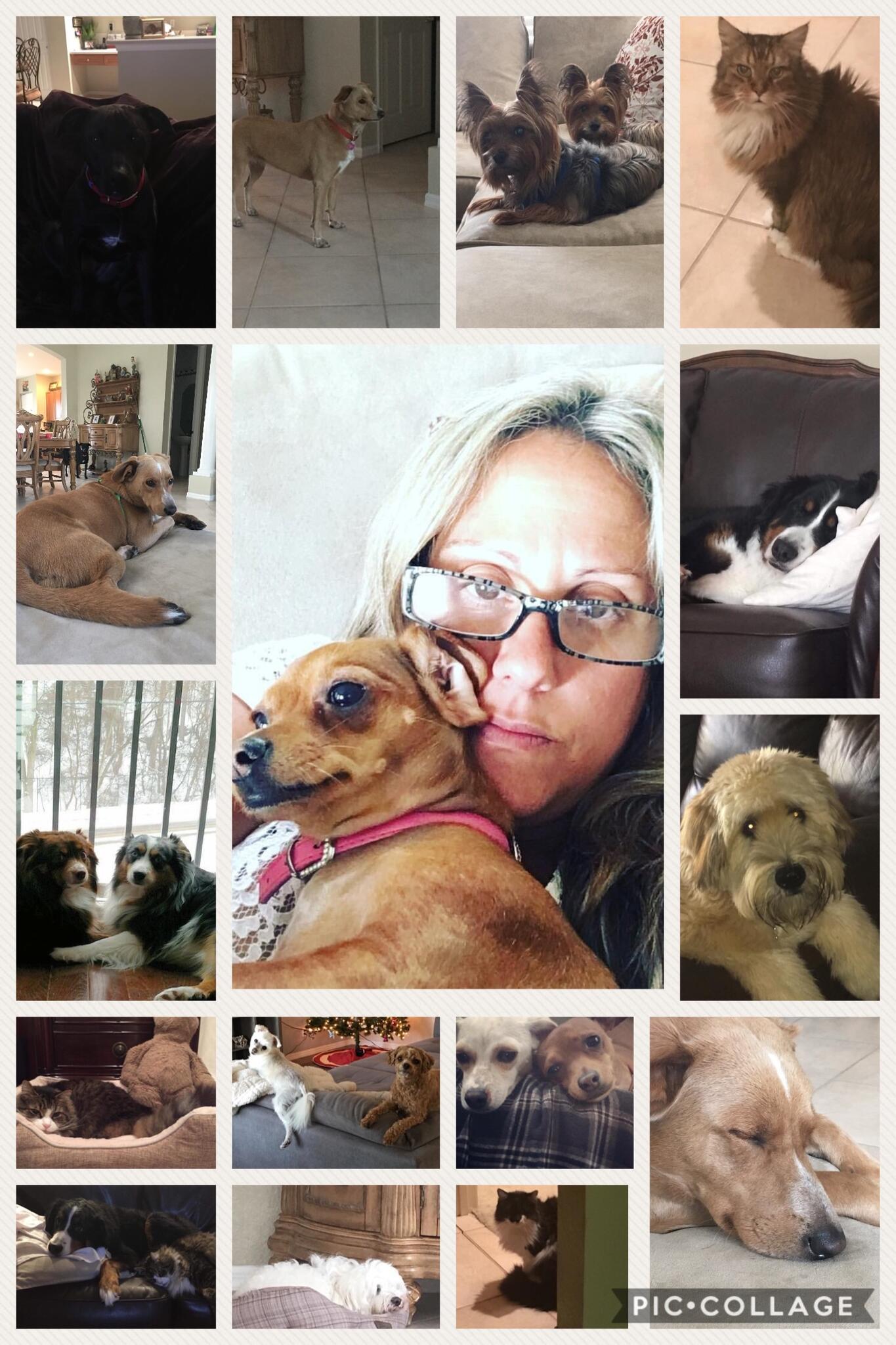 Chrissy Pet Sitting Wake Forest, NC Nextdoor