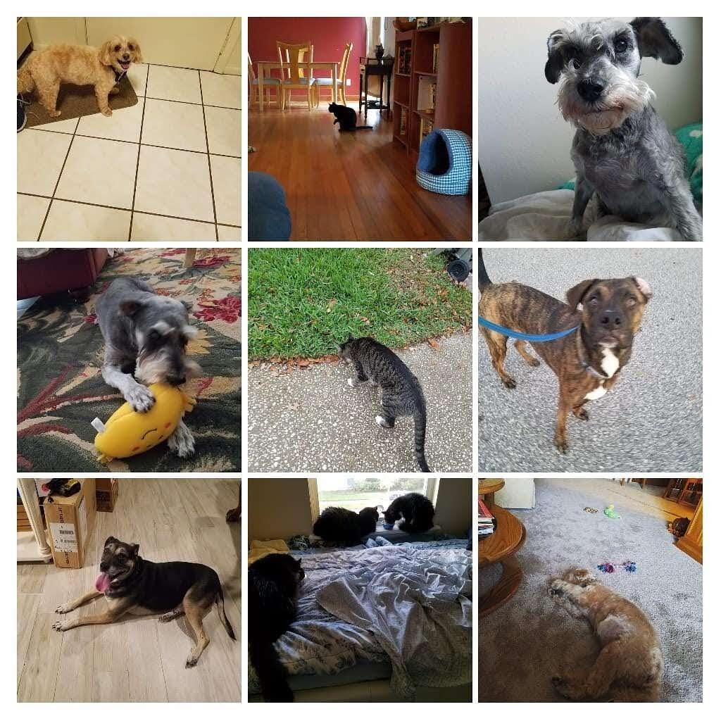 Aunt Lisa's Pet Care