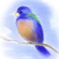 Blue Bird Cleaning Service - Wylie, TX - Nextdoor