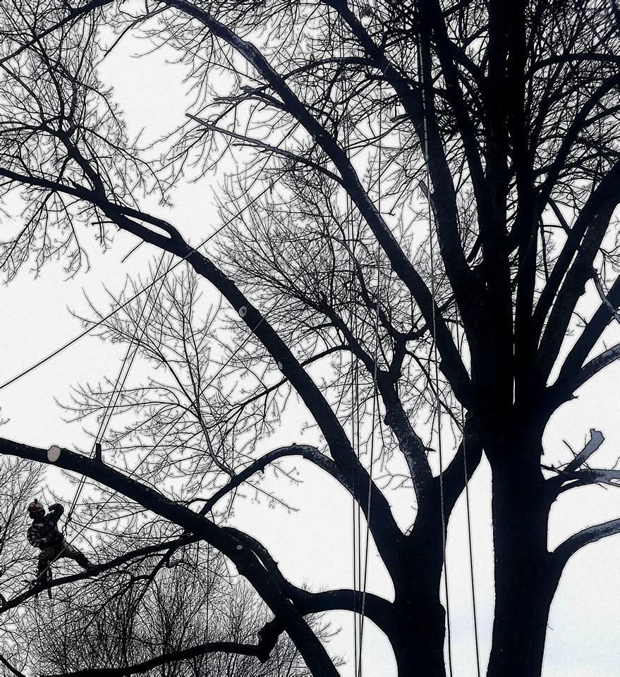 Benoit's Tree Care - Nextdoor