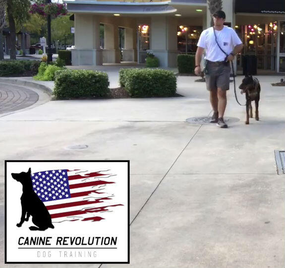 Canine revolution hot sale dog training