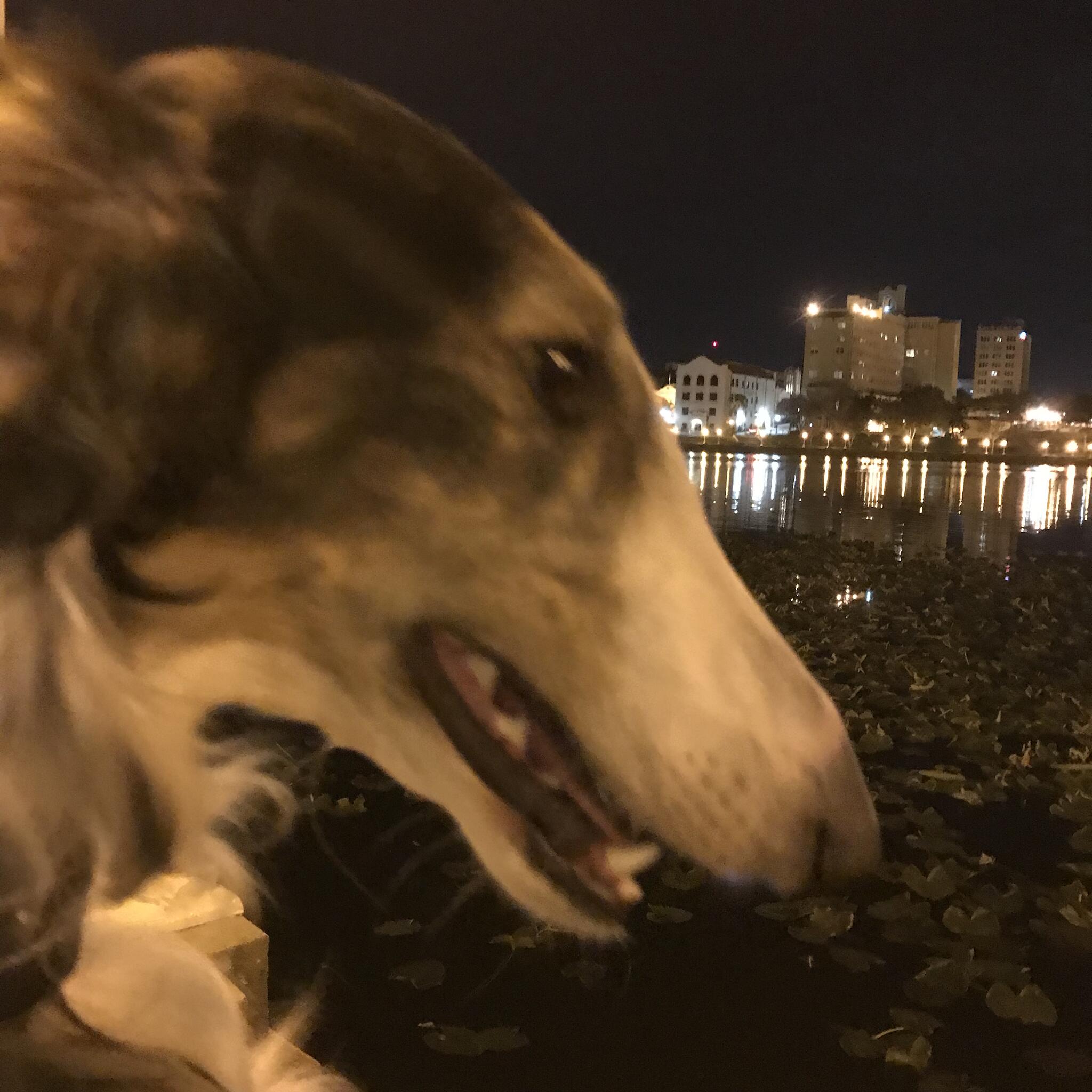 A Work of Art Pet Studio