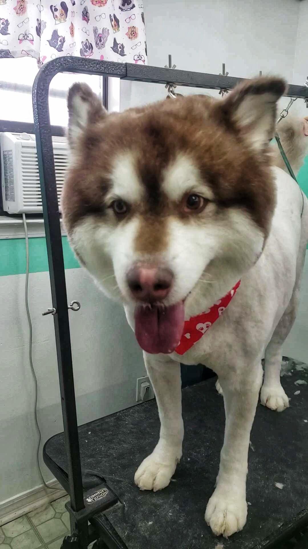 Good Dog Grooming Co. - Gulf Shores, AL - Nextdoor