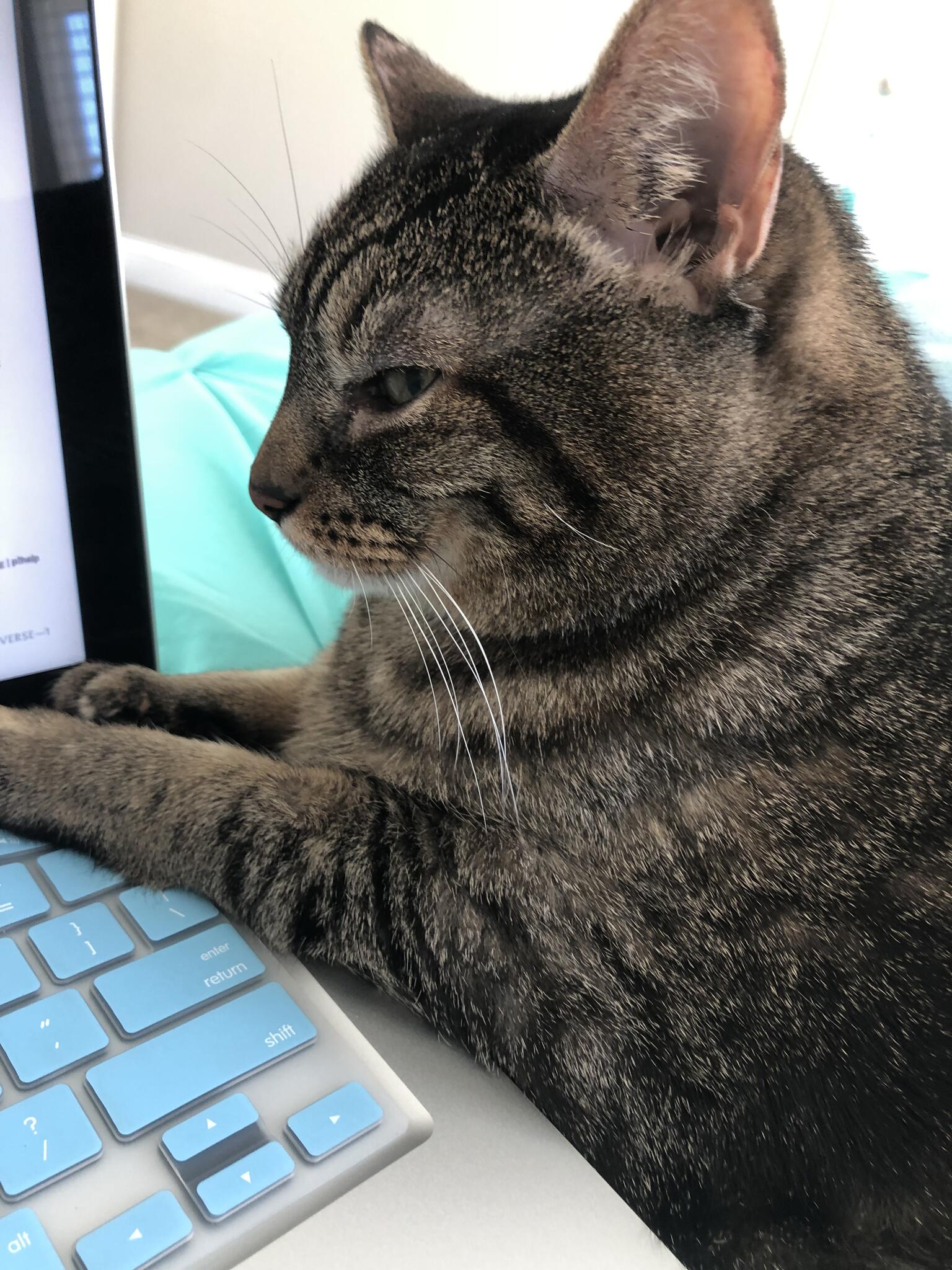 Emily Brice, Pet Sitter Bluffton, SC Nextdoor