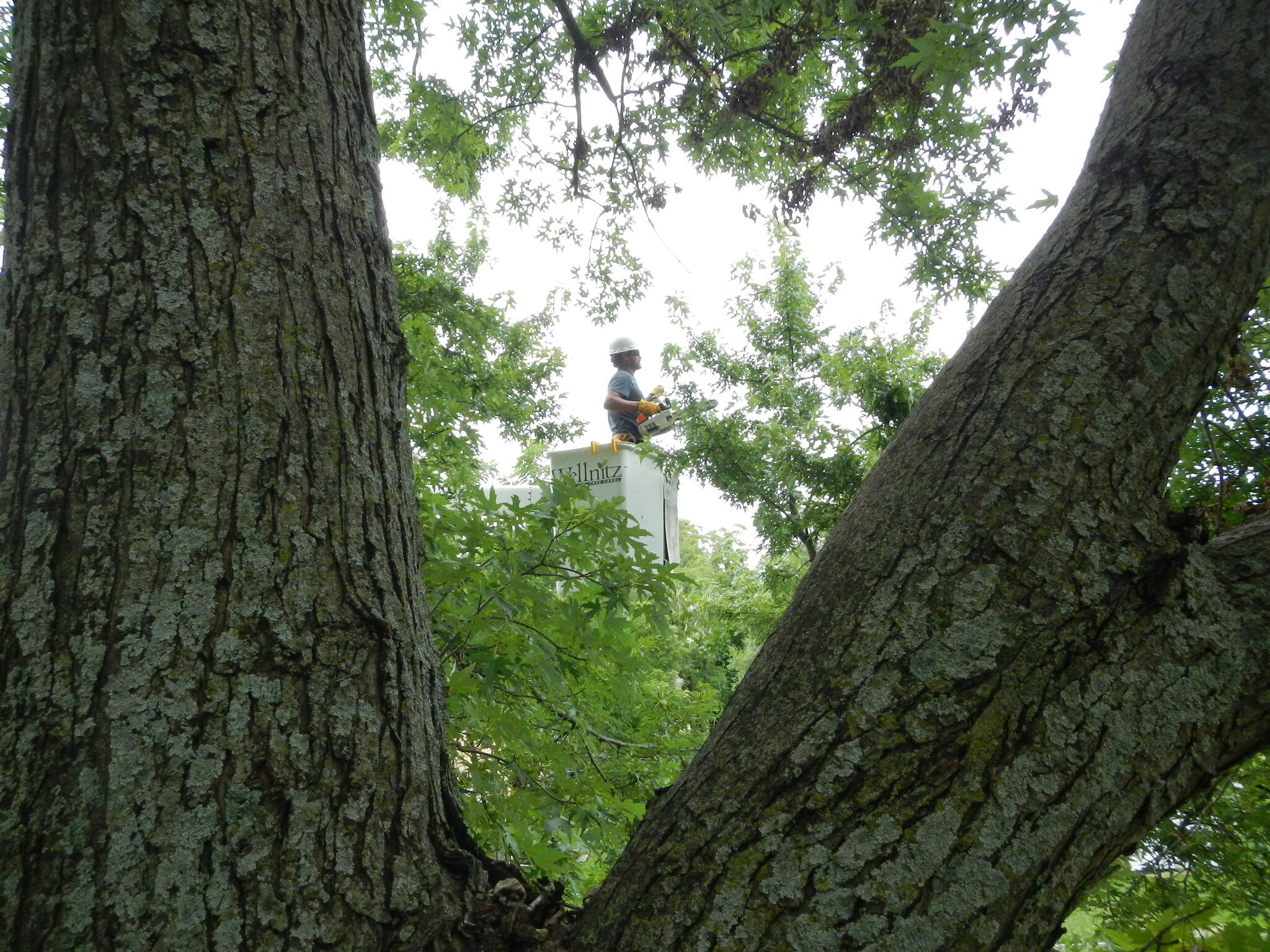 Wellnitz Tree Care, Inc. - Topeka, KS - Nextdoor