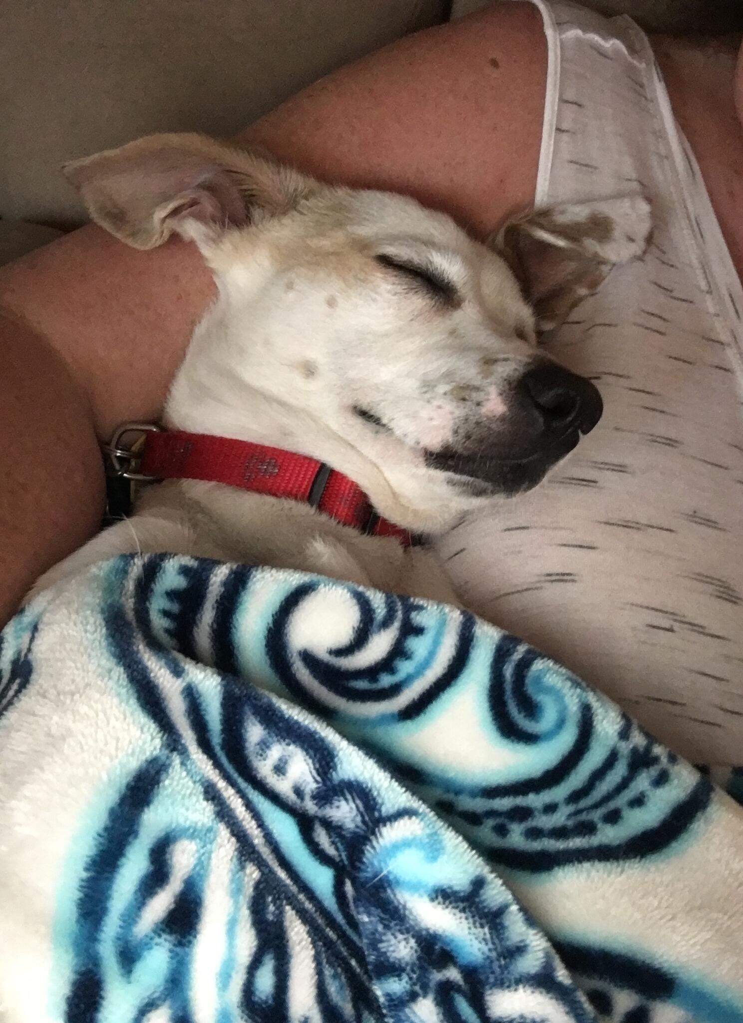 Me & My Pet Sitter Dallas, GA Nextdoor