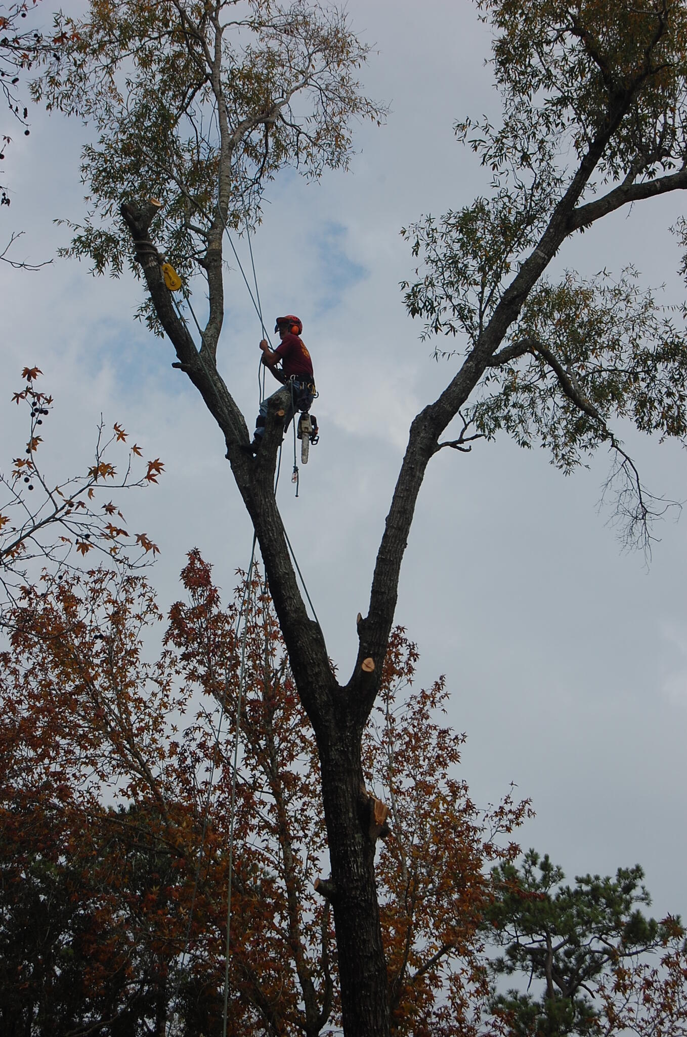 Environmental Tree Service Beaumont TX Nextdoor