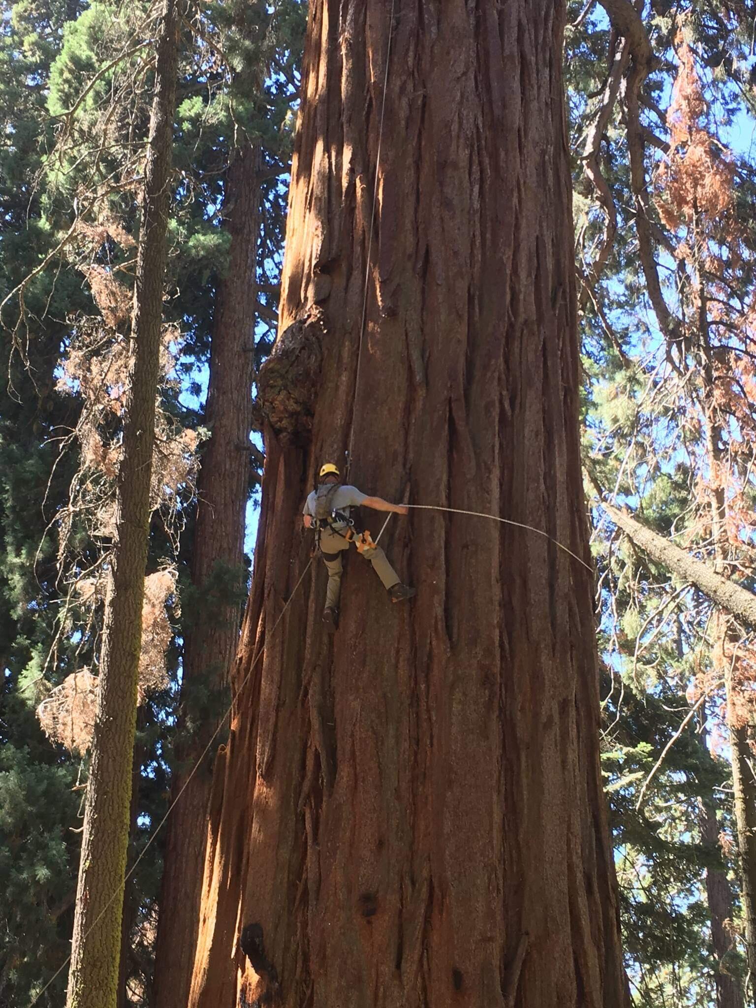 Brandon Tree Care - Nextdoor