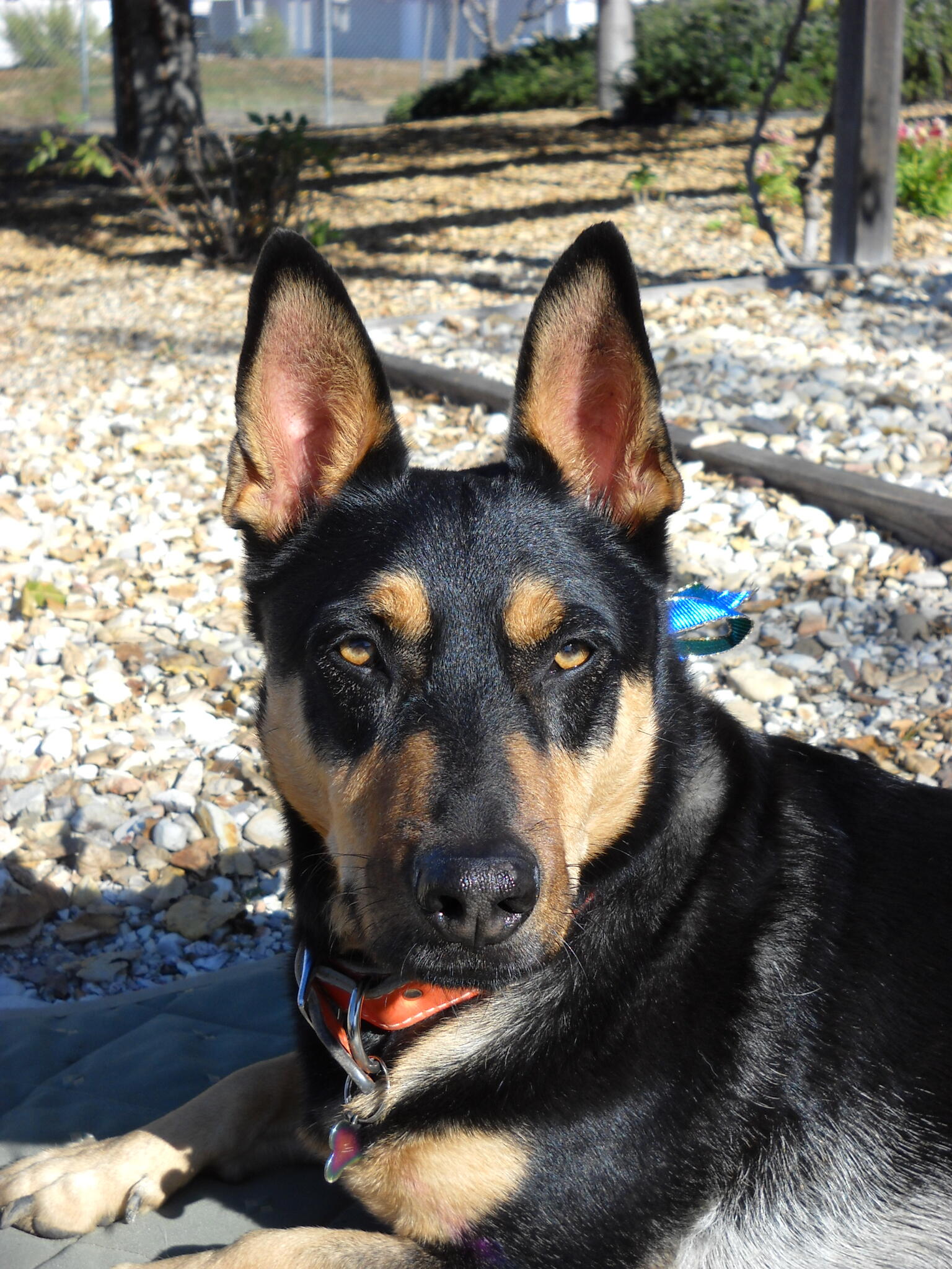 Logical Dog Training, Animal Behavior Specialist Nextdoor