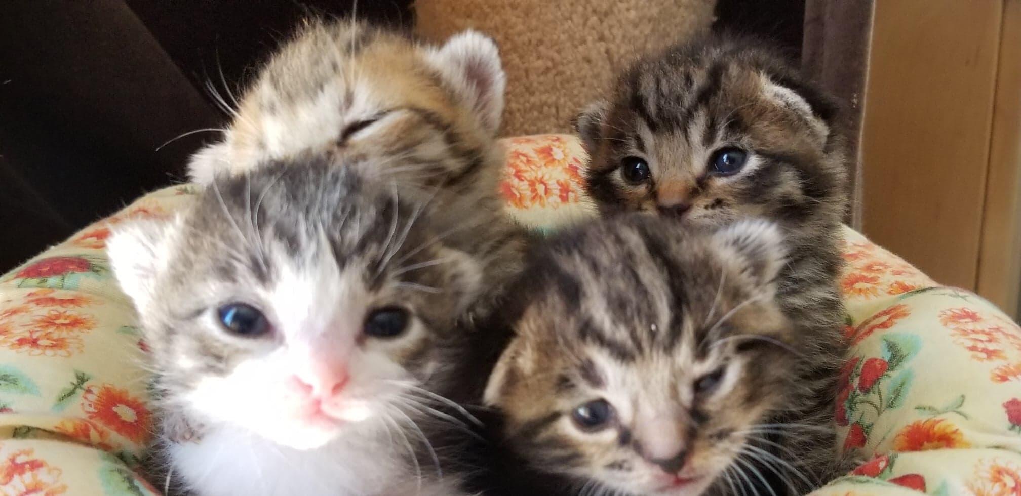 Bitten By A Kitten Rescue - Richmond, CA - Nextdoor