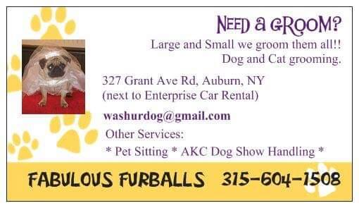 Furballs grooming hot sale