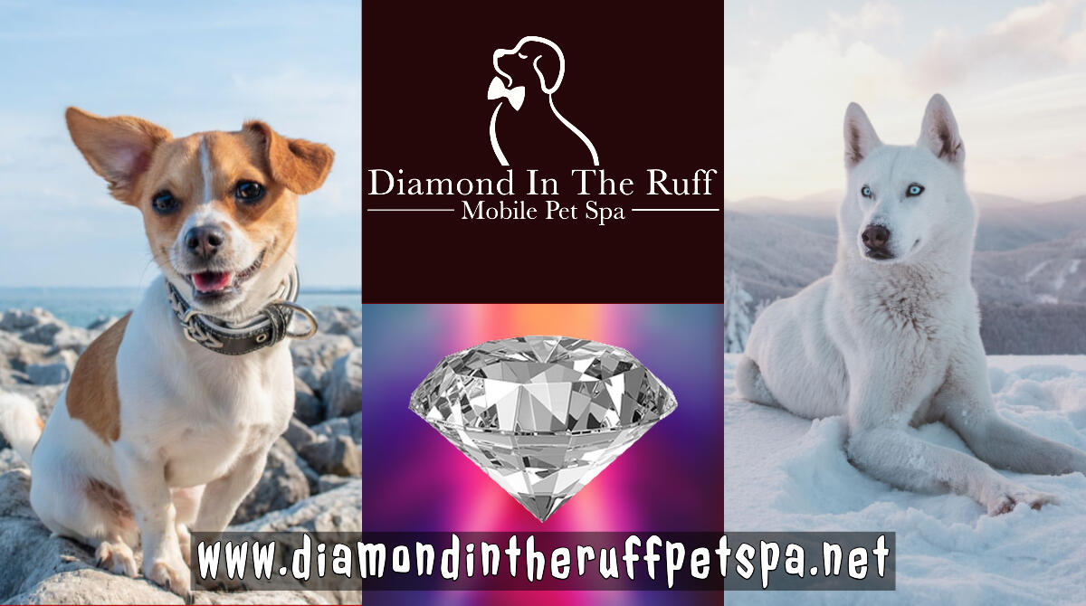 Diamond in the ruff pet sale spa