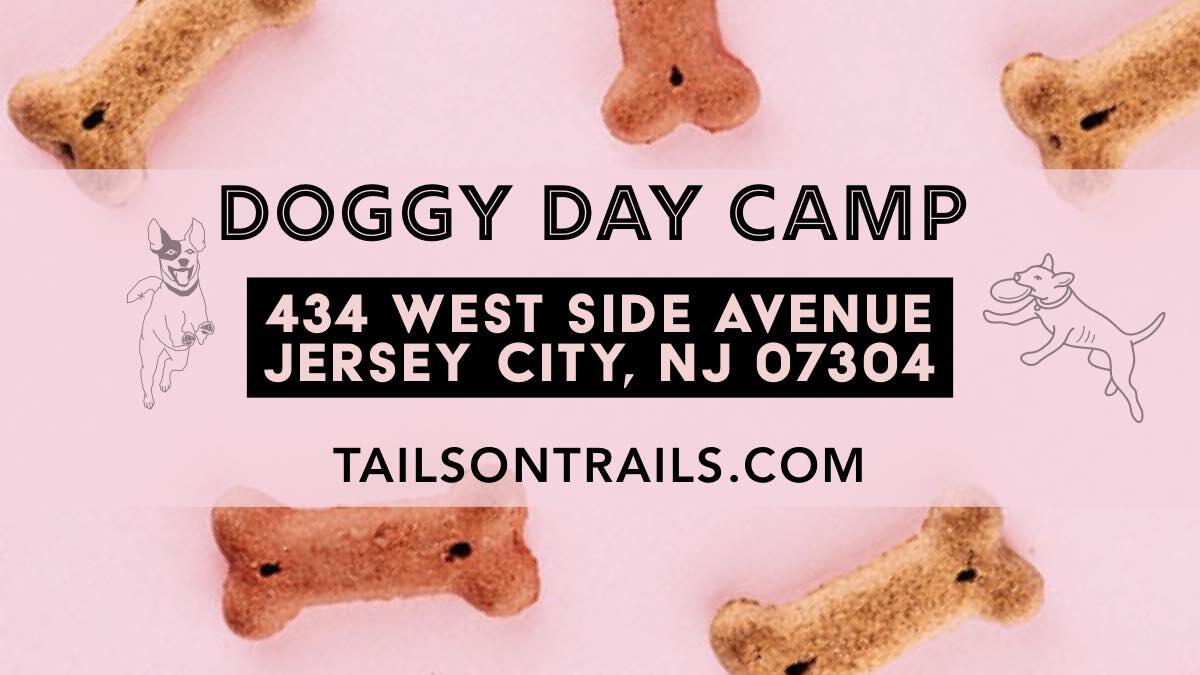 Cats — Tails On Trails 🐾 Personalized Pet Services in Jersey City, NJ