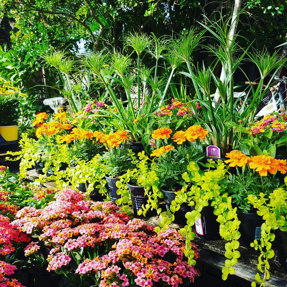 TerraNova Outdoor Living & Garden Center Largo, FL Nextdoor