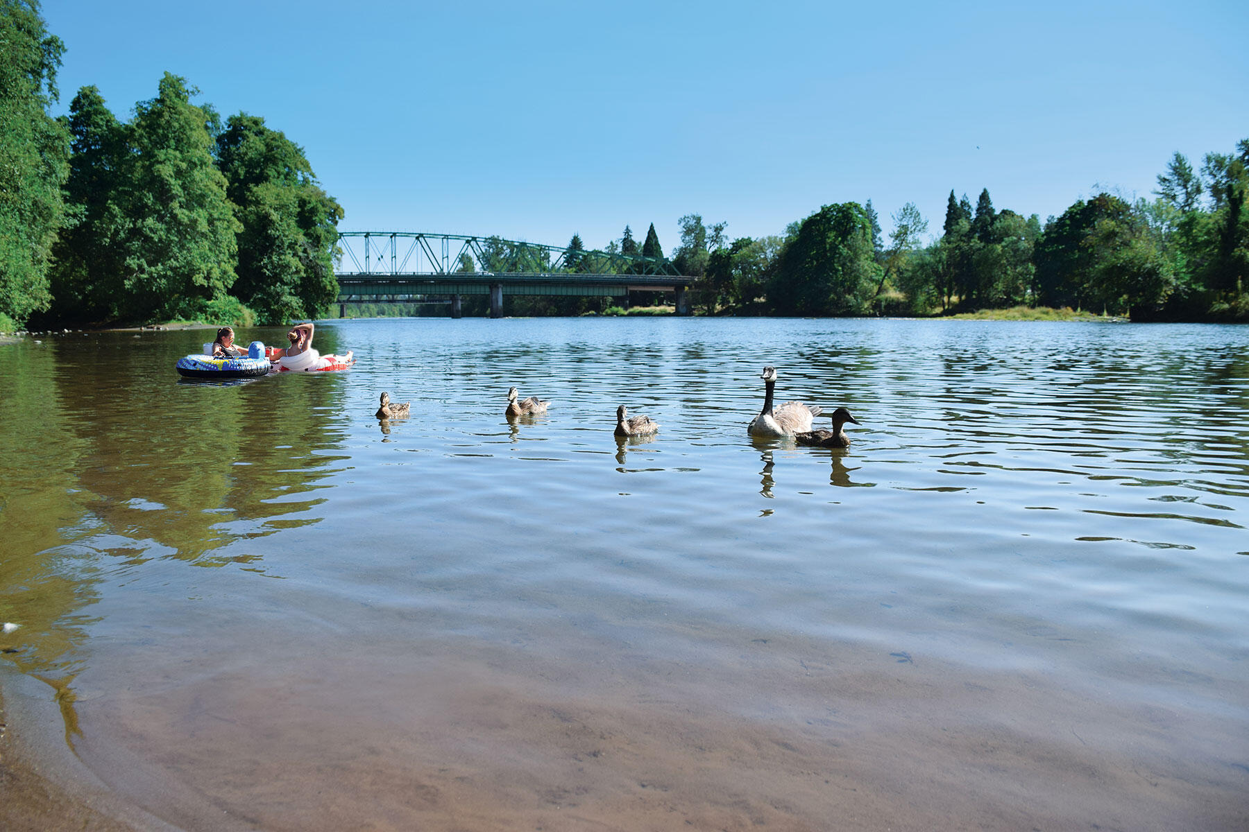 Springfield Oregon From City of Springfield - 320 updates