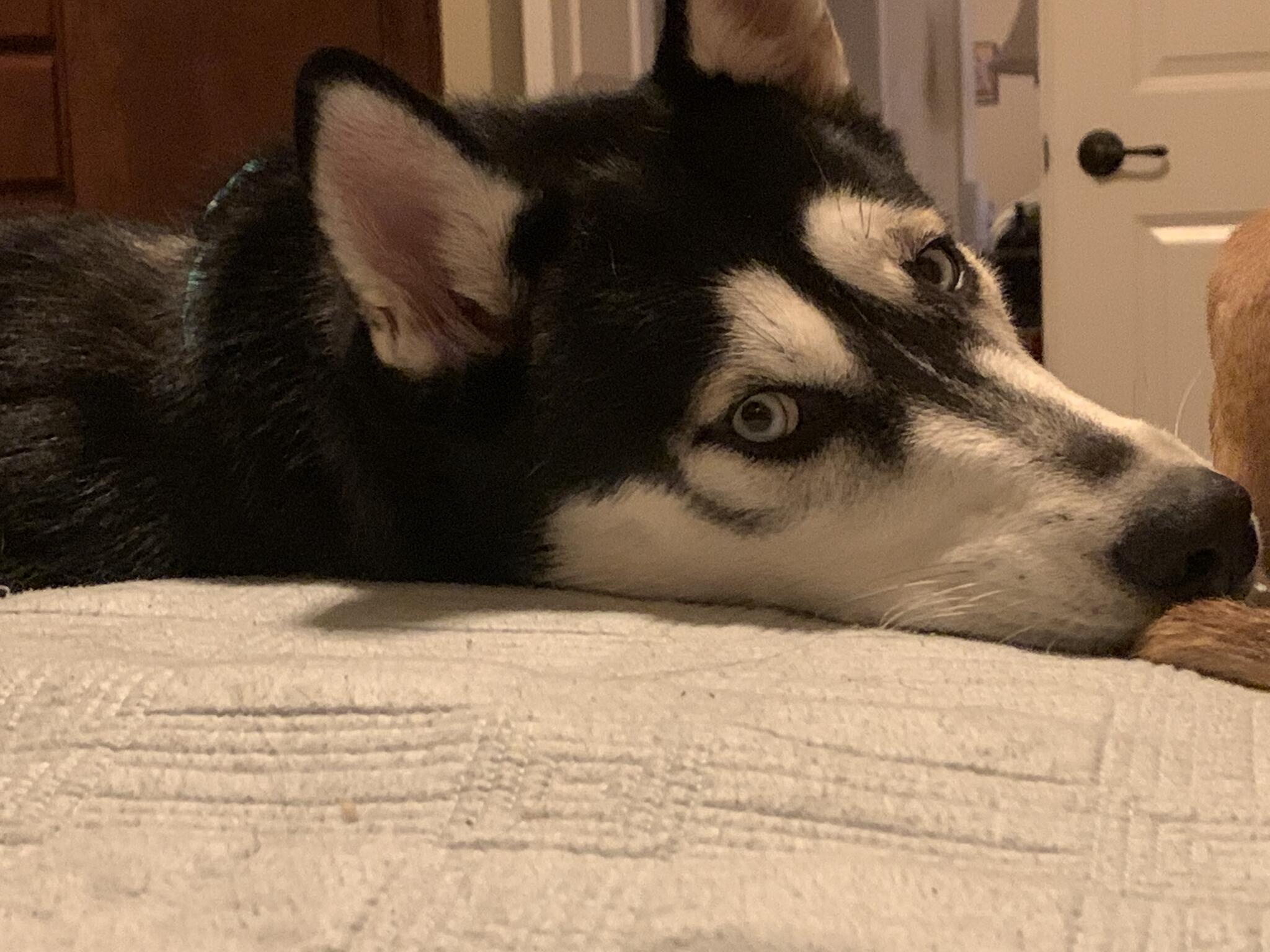 Nease Animal Hospital St. Augustine, FL Nextdoor