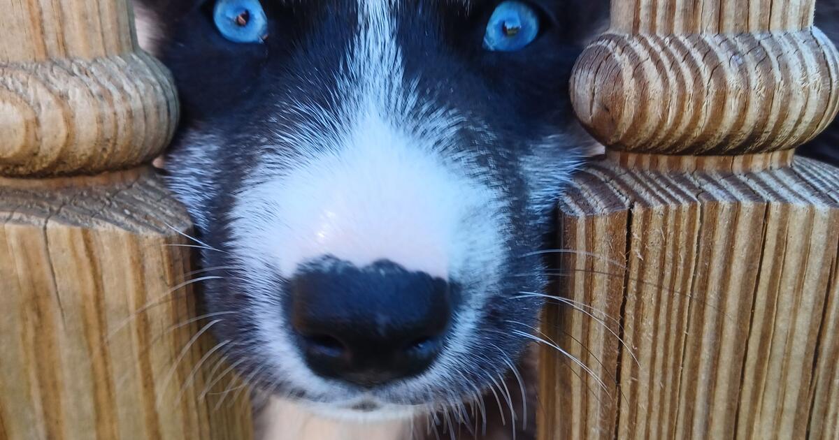Husky Puppies for 200 in Harpers Ferry, WV For Sale & Free — Nextdoor