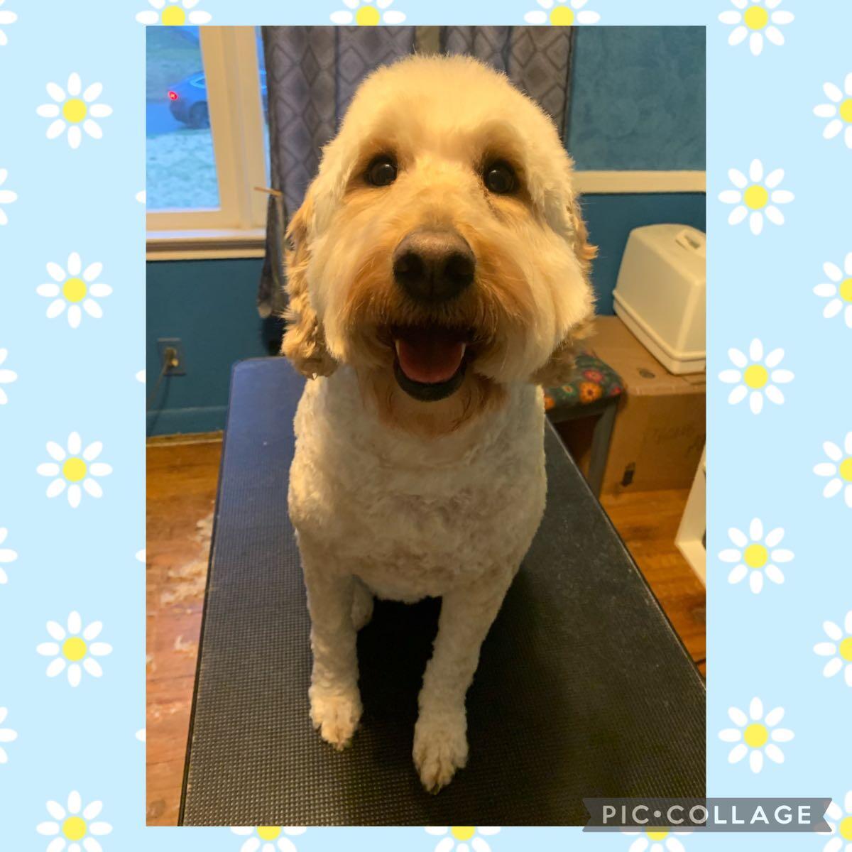 Dog grooming for Free in Greenville, SC For Sale & Free — Nextdoor