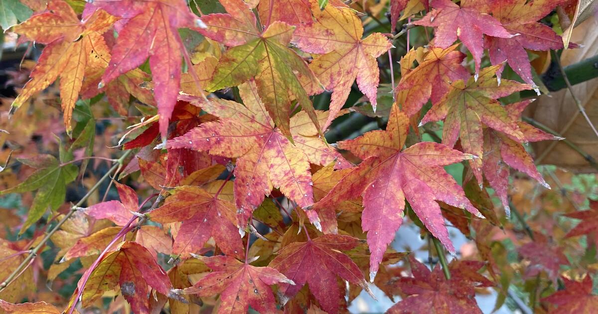 Japanese Maples FOR SALE for 20 in Sacramento, CA For Sale & Free