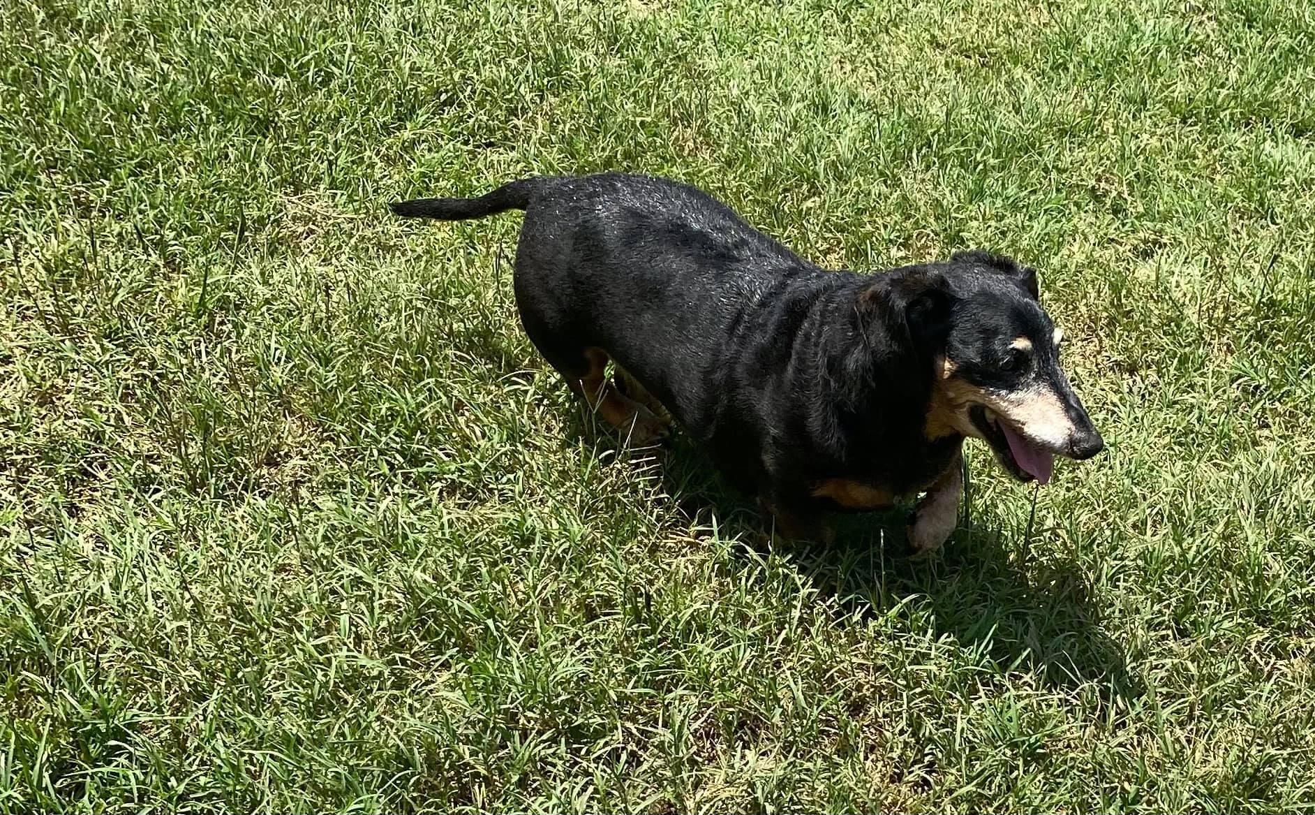 PetSmart - Moore, OK - Nextdoor