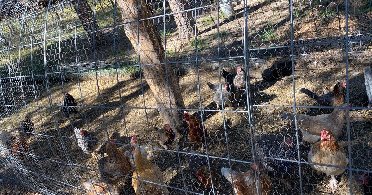 Chickens and Roosters for Free in Colorado Springs, CO For Sale