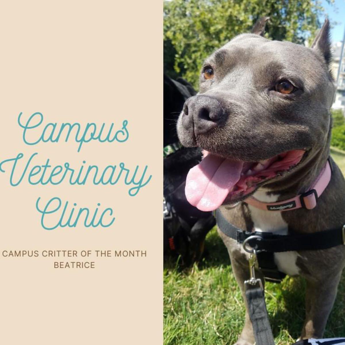 Campus Veterinary Clinic Berkeley CA Nextdoor