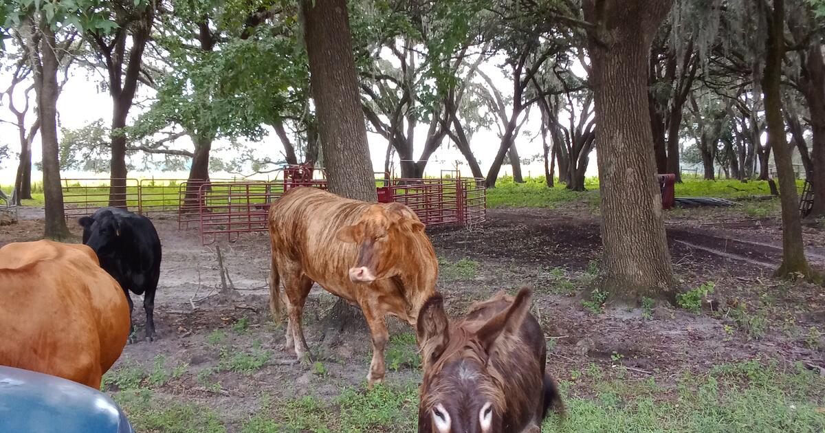 Yard Sale in Hudson, FL For Sale & Free — Nextdoor