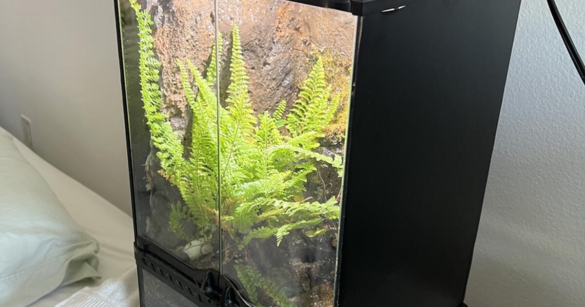 Exo Terra 12x12x18 Terrarium with background and light for $50 in ...