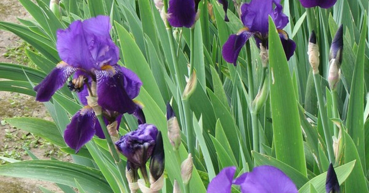 free-bearded-iris-for-free-in-seattle-wa-for-sale-free-nextdoor