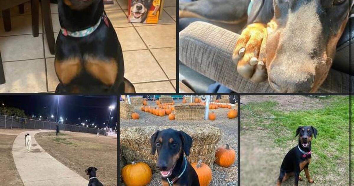 Dobie Needs New Home for Free in Greensboro, NC For Sale & Free