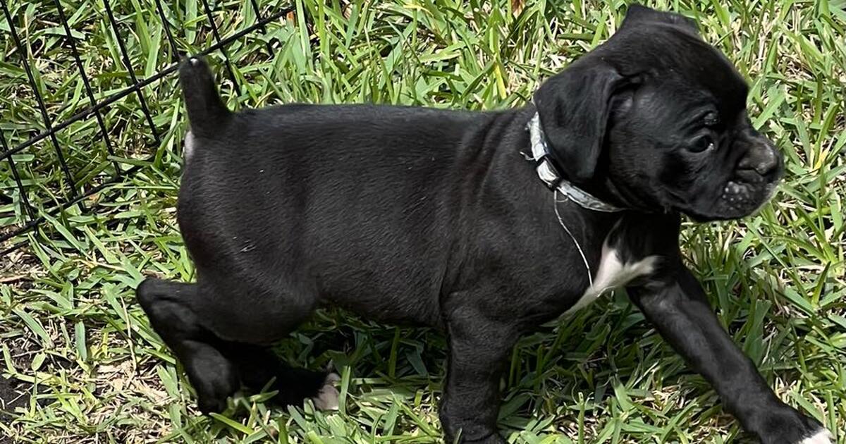 Free Food Distribution Schedule Near Texarkana Tx Saturday