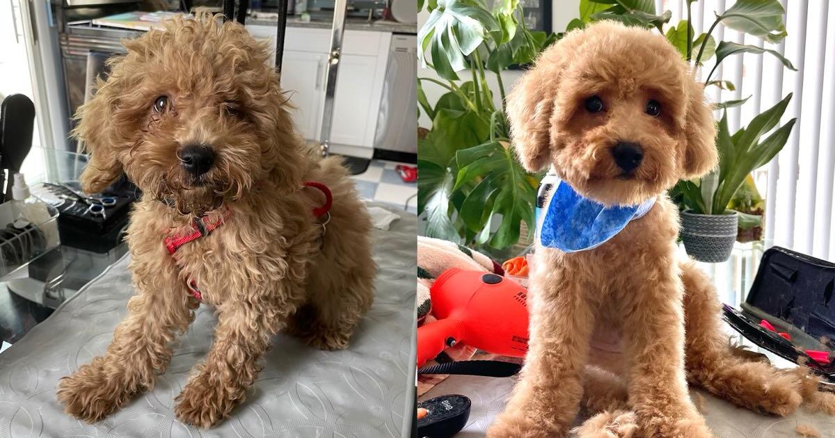 Affordable Dog Grooming NYC for Free in Queens, NY Finds — Nextdoor