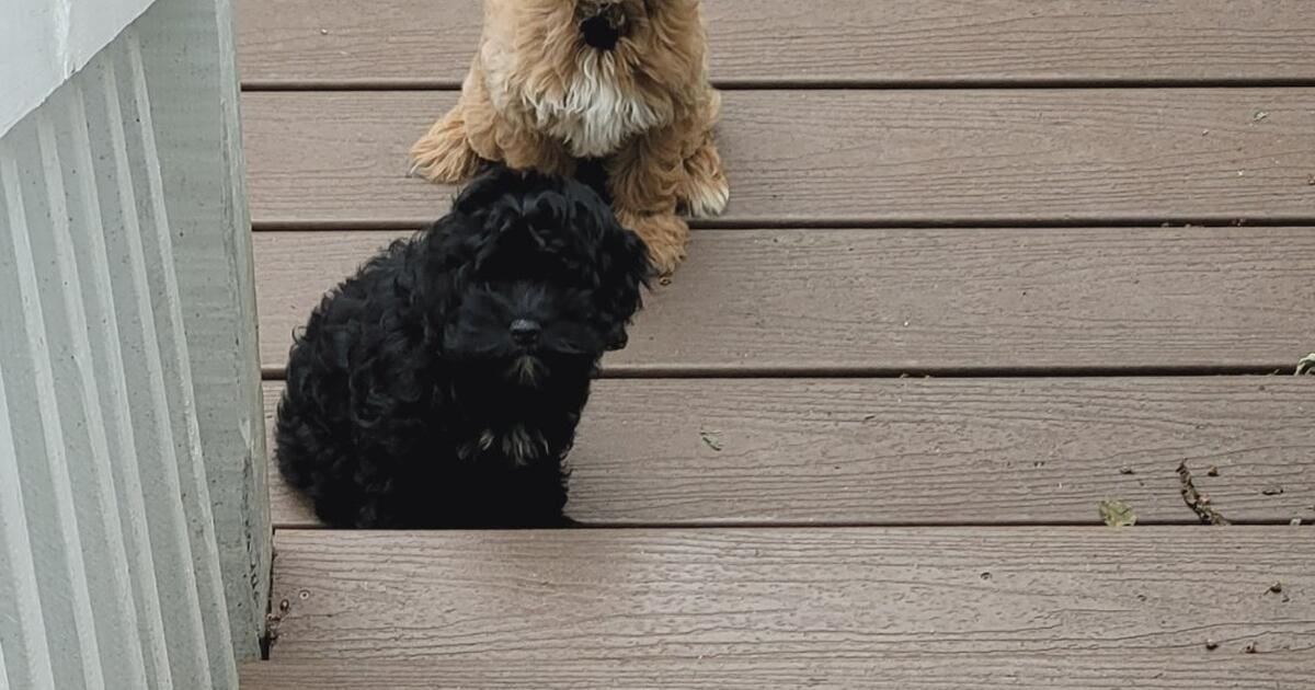 Cava Cockapoo pups! in Jonesboro, GA | For Sale & Free — Nextdoor