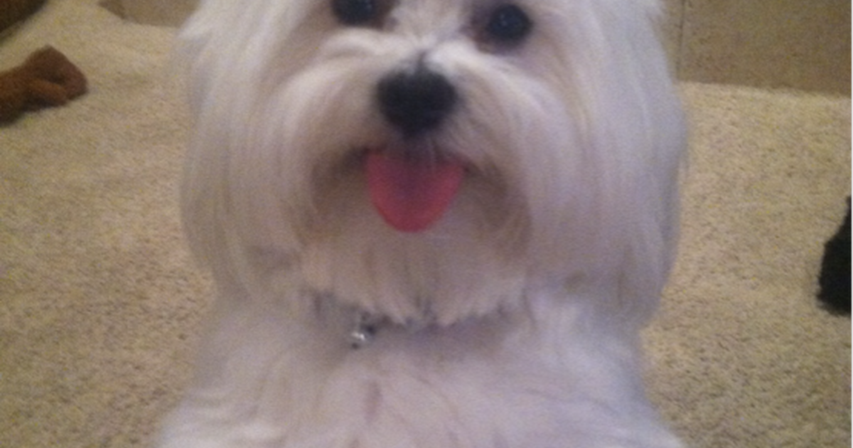 Dog Grooming for 45 in Oceanside, CA Finds — Nextdoor