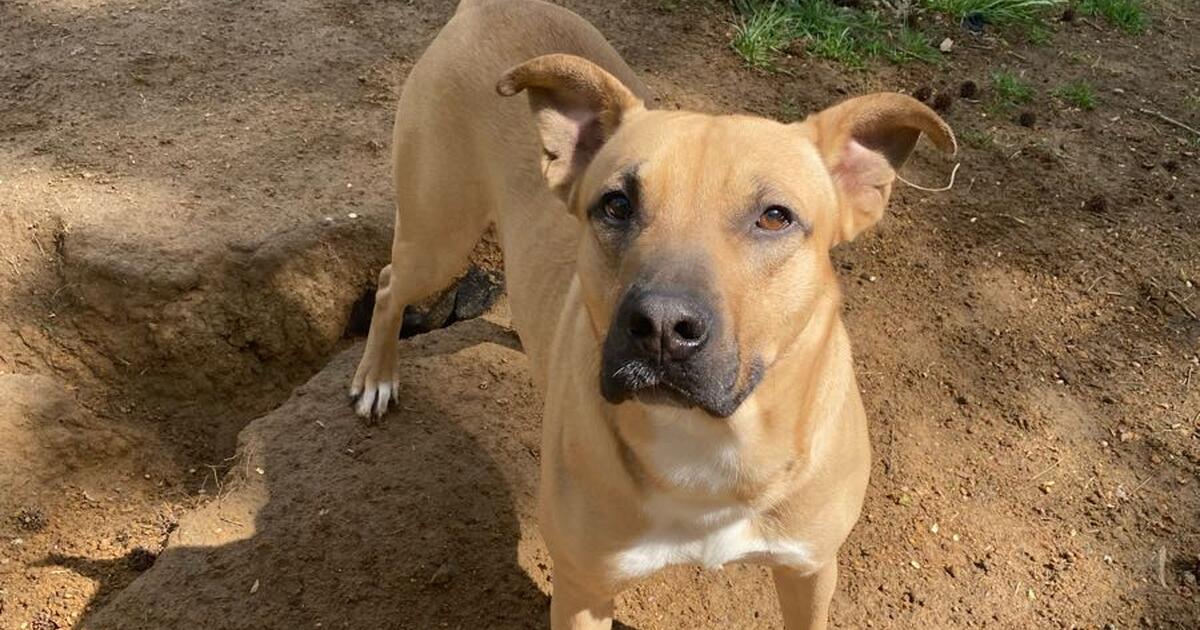 rehome-a-dog-for-free-in-greensboro-nc-for-sale-free-nextdoor