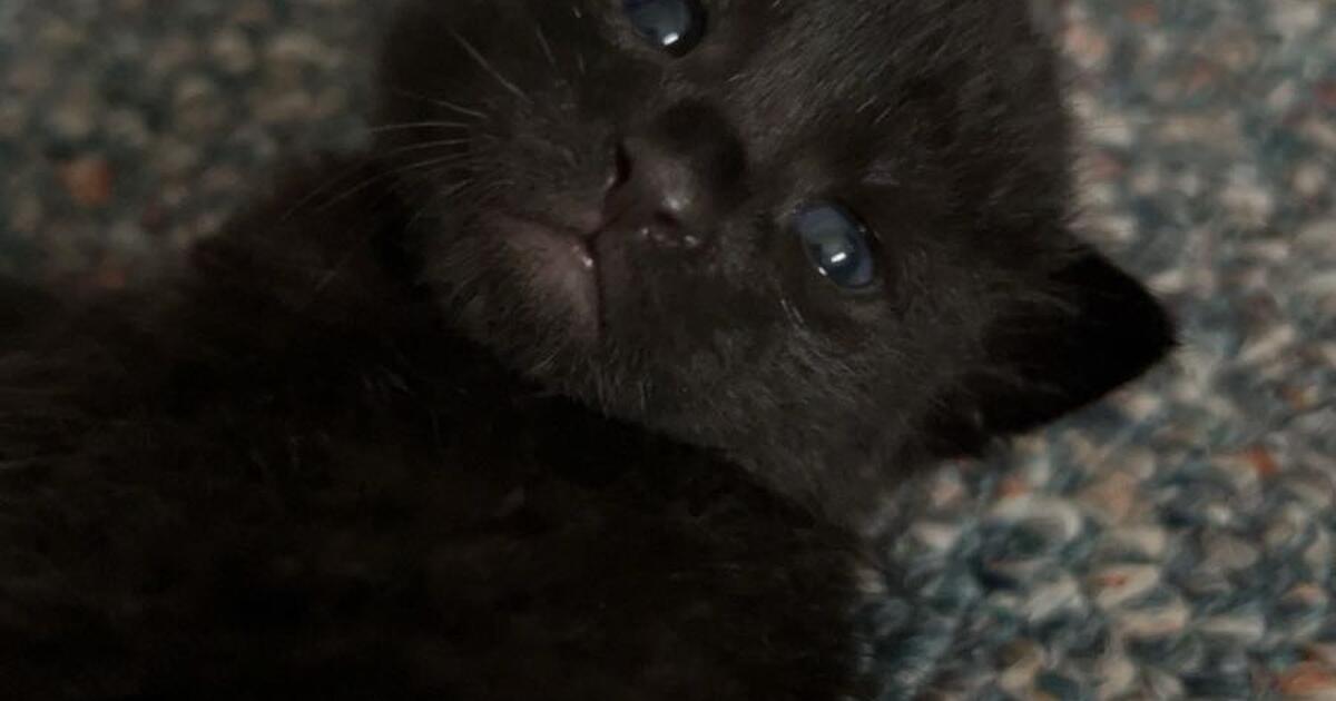 Kittens for Free in Lakeland, FL For Sale & Free — Nextdoor