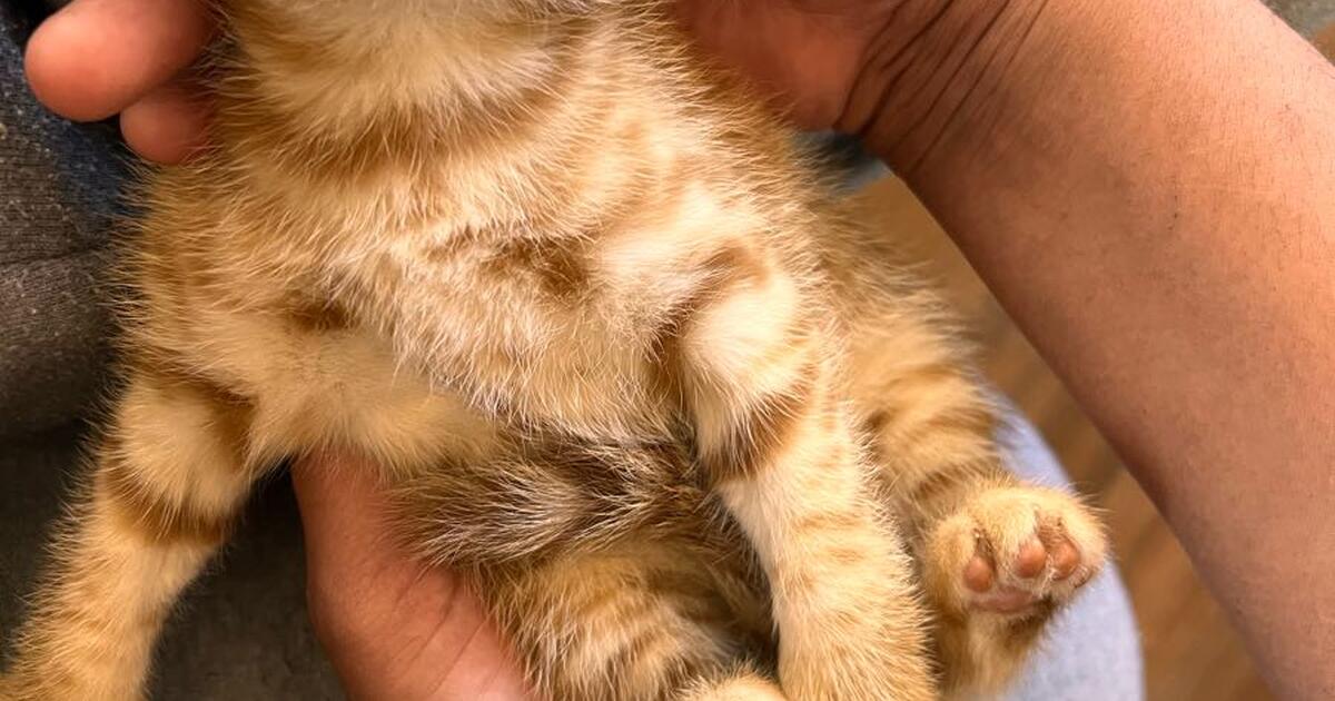 Kittens for 50 in Chico, CA For Sale & Free — Nextdoor