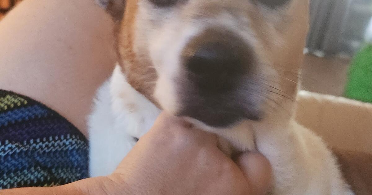 free to a forever home jack russell crate trained house broken well