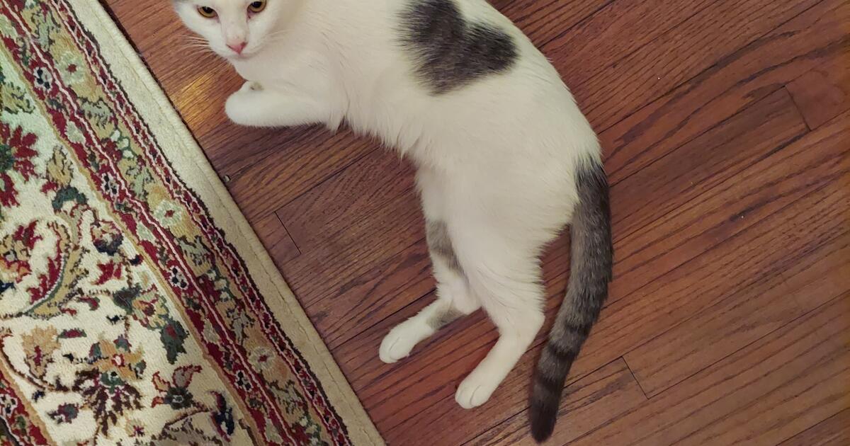 looking for a good home for my cat for Free in Indianapolis, IN For