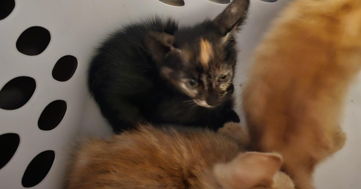 Kittens for Free in Lakeland, FL For Sale & Free — Nextdoor
