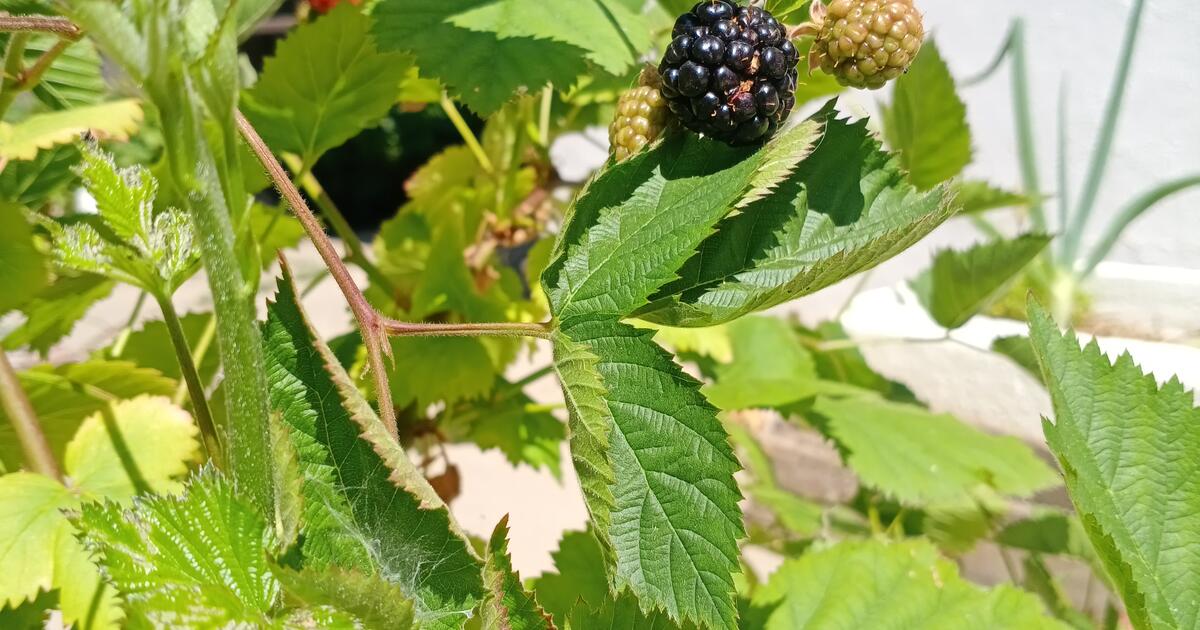 Thornless Blackberry Plant for 5 in Sacramento, CA For Sale & Free — Nextdoor