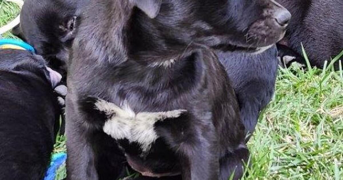 Puppies for 200 in Waterford, CA For Sale & Free — Nextdoor