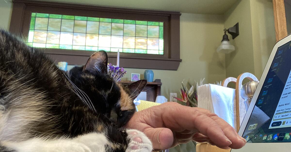 in search of inhome cat nail trimming for Free in Seattle, WA For