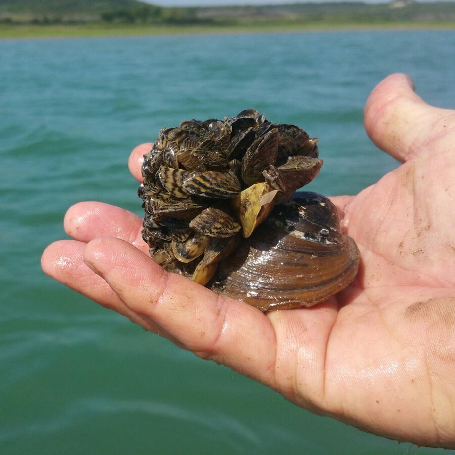 Clean, drain, and dry continues to be the best method to prevent the