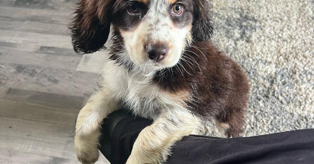 Cocker spaniel mix rescue pups in Beaver Falls, PA | For Sale & Free ...
