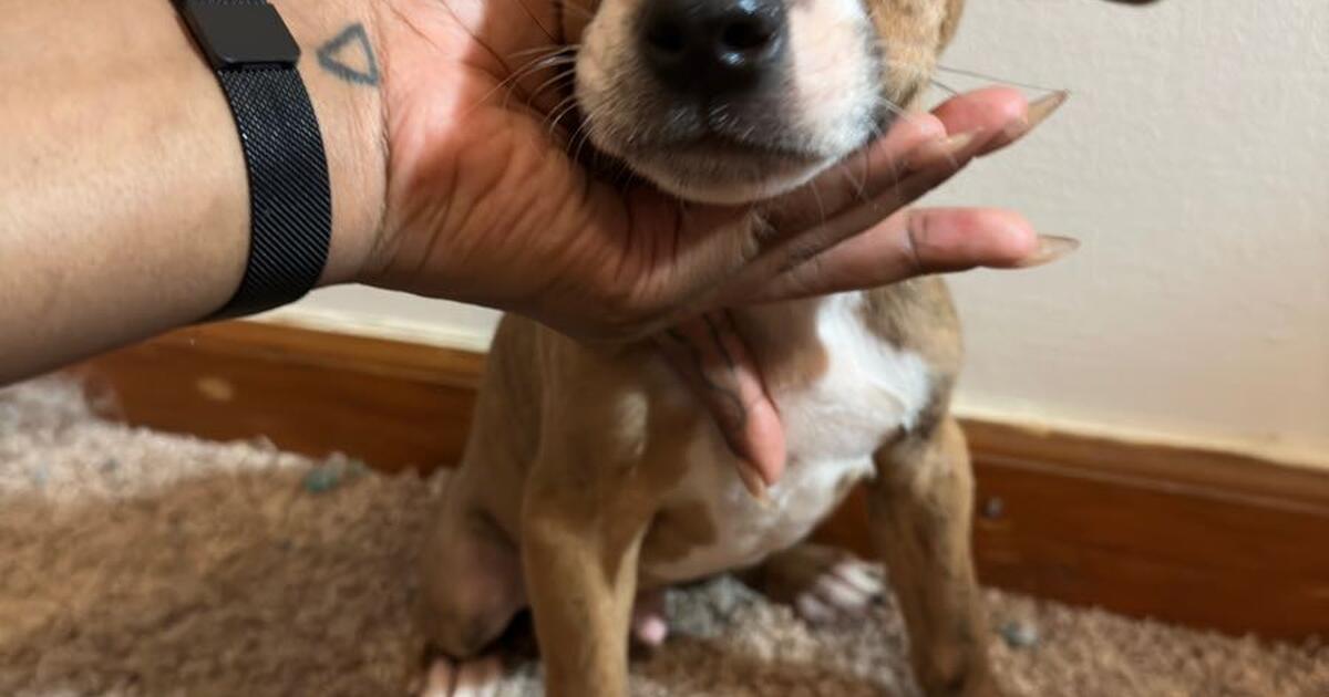 American Pitbull Puppies for Free in Stone Mountain, GA For Sale