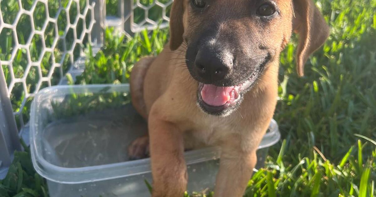 Puppies in need of homes for Free in Cypress, TX Finds — Nextdoor