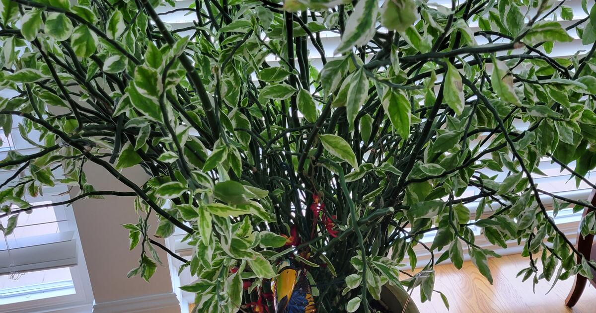 Large Plant for your Home for 30 in Southport, NC For Sale & Free