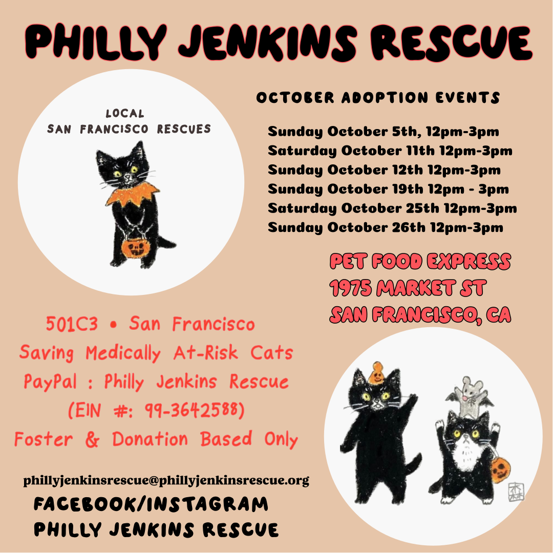 San Francisco Cat Rescue Near Me San Francisco, CA Everything You